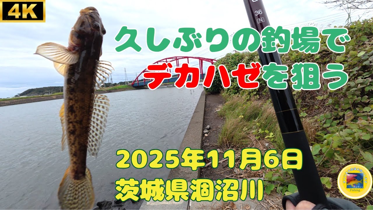 久しぶりに涸沼川でハゼ釣り 2025年11月6日 茨城県 涸沼川 #釣り #ハゼ #涸沼川 #涸沼