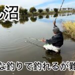 びん沼へらぶな釣り。ついに21尺まで出す時期が来たか。長竿有利！なかなか難しい季節になりました！