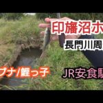 葛飾クチボソ釣行25-10-12千葉県栄町印旛沼ホソ マブナ小物釣り