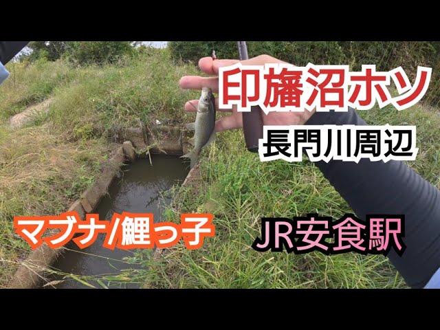 葛飾クチボソ釣行25-10-12千葉県栄町印旛沼ホソ マブナ小物釣り