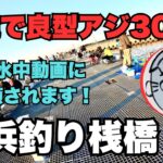 豊浜釣り桟橋　一晩で良型アジ300匹！　水中動画が癒されます！2025.11.16