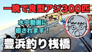 豊浜釣り桟橋　一晩で良型アジ300匹！　水中動画が癒されます！2025.11.16