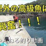 記録3【沼島釣り2】ロックゲームでアコウ