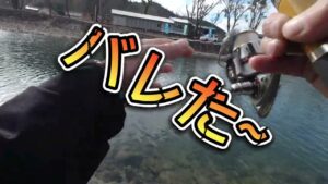 根尾川管理釣り場#根尾川管理釣り場#年間釣行366日#俺のキーパー40cm#目指せアングラーズマイスター