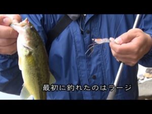 釣りニンジャのぶらぶら旅　桧原湖、五里霧中。の巻き (449)