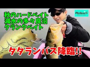 【多々良沼】クランクベイトで50アップ！　秋の減水期　タタランバスを狙う