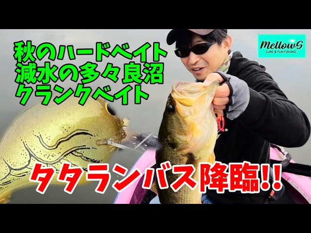 【多々良沼】クランクベイトで50アップ！　秋の減水期　タタランバスを狙う