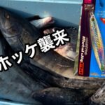 爆釣！クーラー満タンのホッケ釣り！新製品DAISOジグ100gはコスパ最高