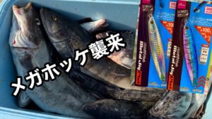 爆釣！クーラー満タンのホッケ釣り！新製品DAISOジグ100gはコスパ最高