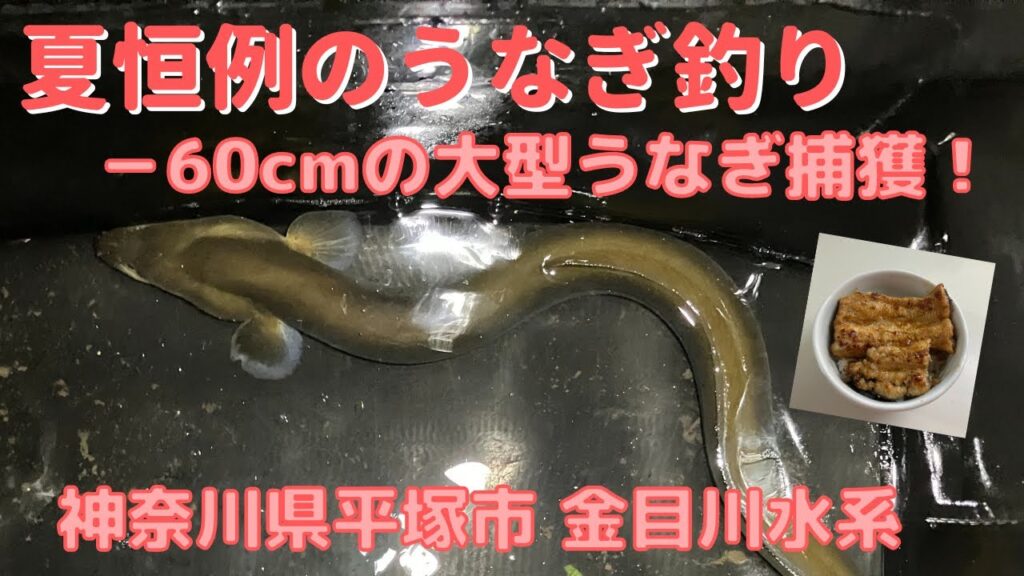 【釣り-Fishing Anything】#8 夏恒例のうなぎ釣りで60cmの大物捕獲！　－神奈川県平塚市金目川水系　2024年7月