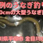 【釣り-Fishing Anything】#8 夏恒例のうなぎ釣りで60cmの大物捕獲！　－神奈川県平塚市金目川水系　2024年7月