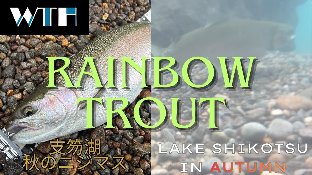 【Lake】Lake Shikotsu  Fishing Rainbow Trout　秋の 支笏湖 釣り ニジマス 50cm 2025.11.09