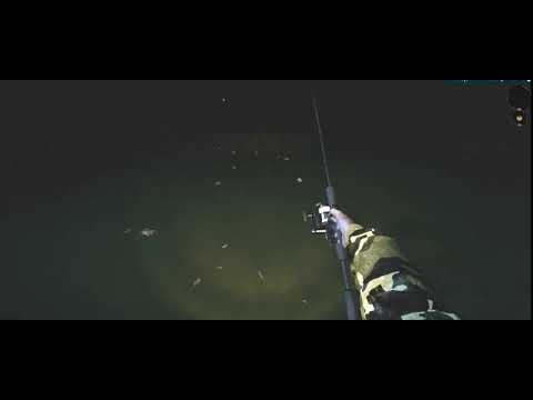 夜釣り・夜の沼釣り／Night swamp fishing  Night fishing Pond