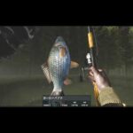 沼釣り　フナ　／Swamp fishing　European carp