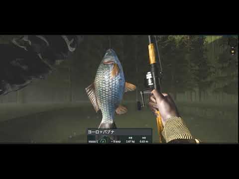 沼釣り　フナ　／Swamp fishing　European carp