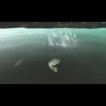 沼釣り　ブラックバス　／Swamp fishing　Largemouth Bass