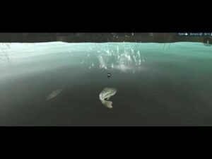 沼釣り　ブラックバス　／Swamp fishing　Largemouth Bass