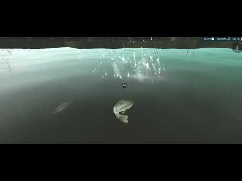 沼釣り　ブラックバス　／Swamp fishing　Largemouth Bass