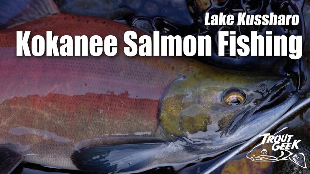 【TROUTGEEK】秋のヒメマス釣り 北海道・屈斜路湖 - Japanese Kokanee Salmon Fishing in Lake Kussharo, Hokkaido