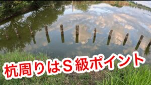 「杭周りはＳ級ポイント」  #山ノ神沼  #小物釣り　#釣り　#fishing