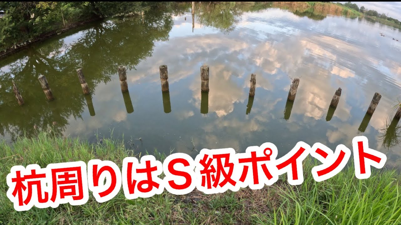 「杭周りはＳ級ポイント」  #山ノ神沼  #小物釣り　#釣り　#fishing