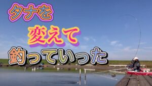 《へらぶな釣り to切れ所沼》動かなくなってきたらタナを変えて拾っていく感じに。