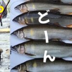 鮎釣り　デカ鮎を狙って／飛騨川水系白川