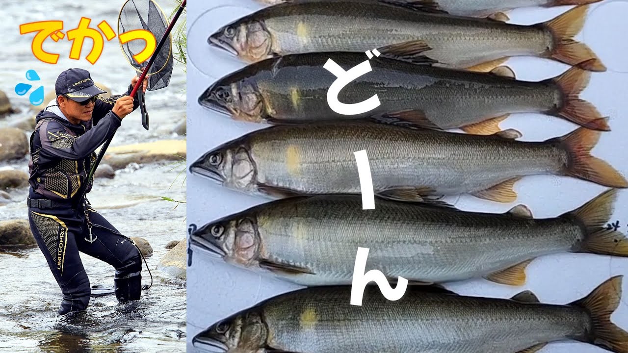 鮎釣り　デカ鮎を狙って／飛騨川水系白川