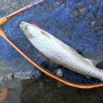 支笏湖 フィッシング ルアーにフライに秋の総力戦