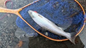 支笏湖 フィッシング ルアーにフライに秋の総力戦