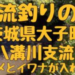 渓流釣りの旅　茨城県大子町　久慈川水系の八溝川支流　激渋シチュエーションで最後に入れ喰い