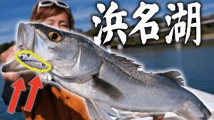 【秋の浜名湖】シーバス狙うには..あのルアーが良すぎた件