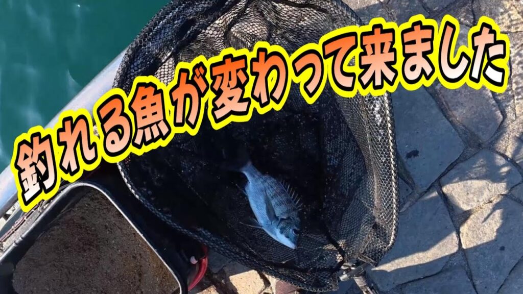【浜名湖　釣り】釣れる魚が変わって来ました