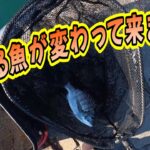 【浜名湖　釣り】釣れる魚が変わって来ました