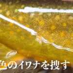 【渓流釣り】奥秩父源流域。黄金色のイワナを捜す