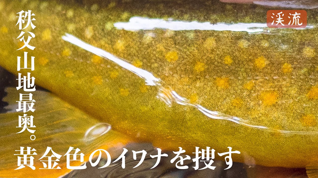 【渓流釣り】奥秩父源流域。黄金色のイワナを捜す