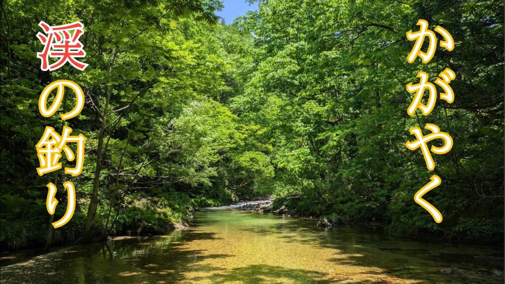 かがやく渓の釣り【フライフィッシング】最盛期を迎えた渓流【越後】
