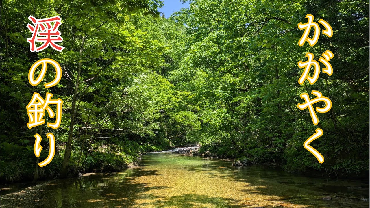 かがやく渓の釣り【フライフィッシング】最盛期を迎えた渓流【越後】