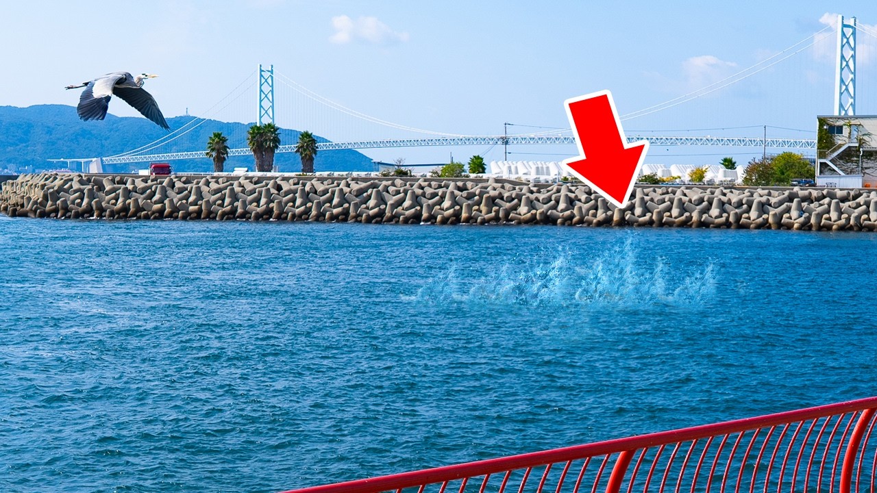 【奇跡】青物が大量発生中、スーパーナブラ発生!ルアーを投げ入れると巨大魚が襲い掛かってきました。今この場所で釣れています!!