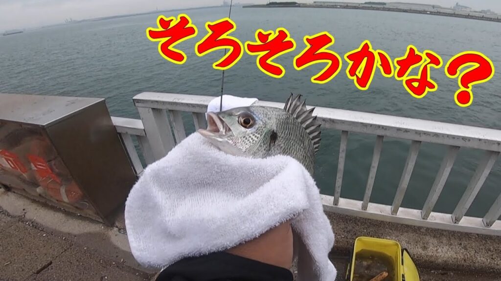 【碧南釣り公園の調査釣行】釣り/海釣り/かぶせ釣り/碧南海釣り公園/碧南釣り広場/温排水/衣浦湾/クロダイ/チヌ/キビレ/セイゴ/マダカ/シーバス/メッキ