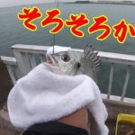【碧南釣り公園の調査釣行】釣り/海釣り/かぶせ釣り/碧南海釣り公園/碧南釣り広場/温排水/衣浦湾/クロダイ/チヌ/キビレ/セイゴ/マダカ/シーバス/メッキ