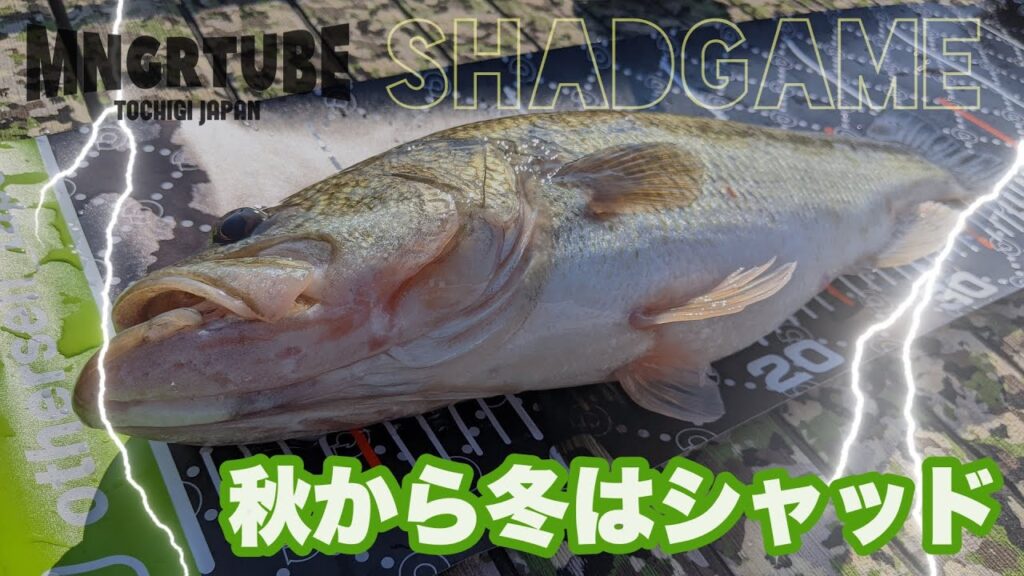 【上野沼】秋から冬はシャッド【霞ヶ浦水系】