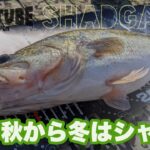 【上野沼】秋から冬はシャッド【霞ヶ浦水系】