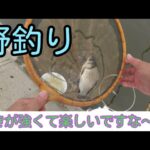 へら鮒　手賀沼水系で野釣り　千葉県　印西市