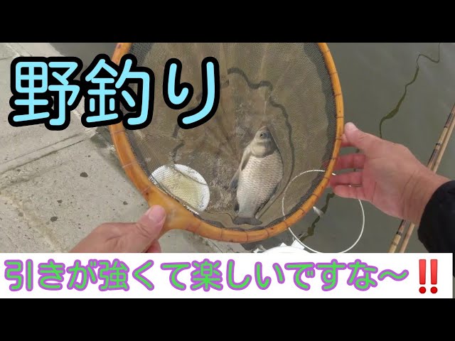 へら鮒　手賀沼水系で野釣り　千葉県　印西市