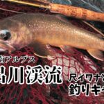 南アルプスのヤマトイワナ・野呂川渓流釣りキャンプ