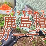 イクラを求めて鹿島槍ガーデン(管理釣り場、エリアトラウト、管釣り初心者)