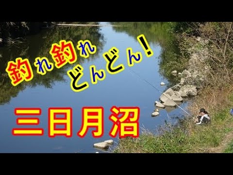 三日月沼はどんどん釣れる。楽しいナ♪【東松山市】