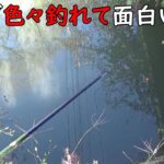 色々釣れて面白い水路♪