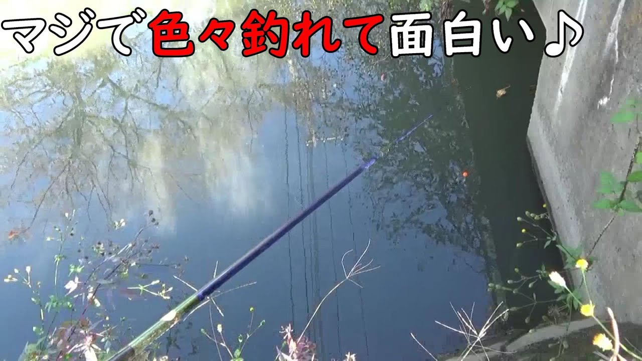 色々釣れて面白い水路♪